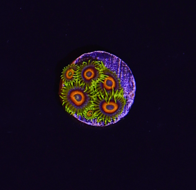 Lazy Lashes Zoanthid