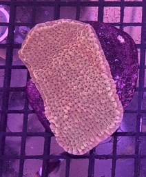 Orange Montipora