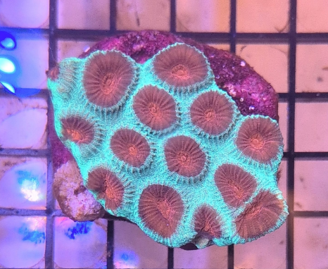 Favia Watermelon