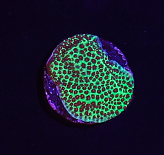 Screaming Demon Porites