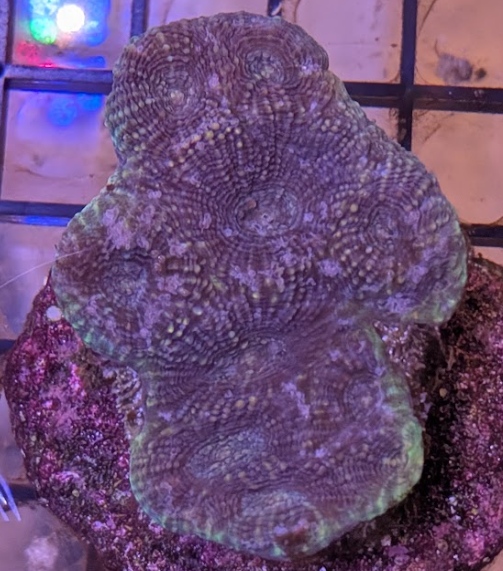 Purple Bowerbanki