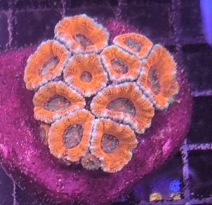 Orange Lord Acan