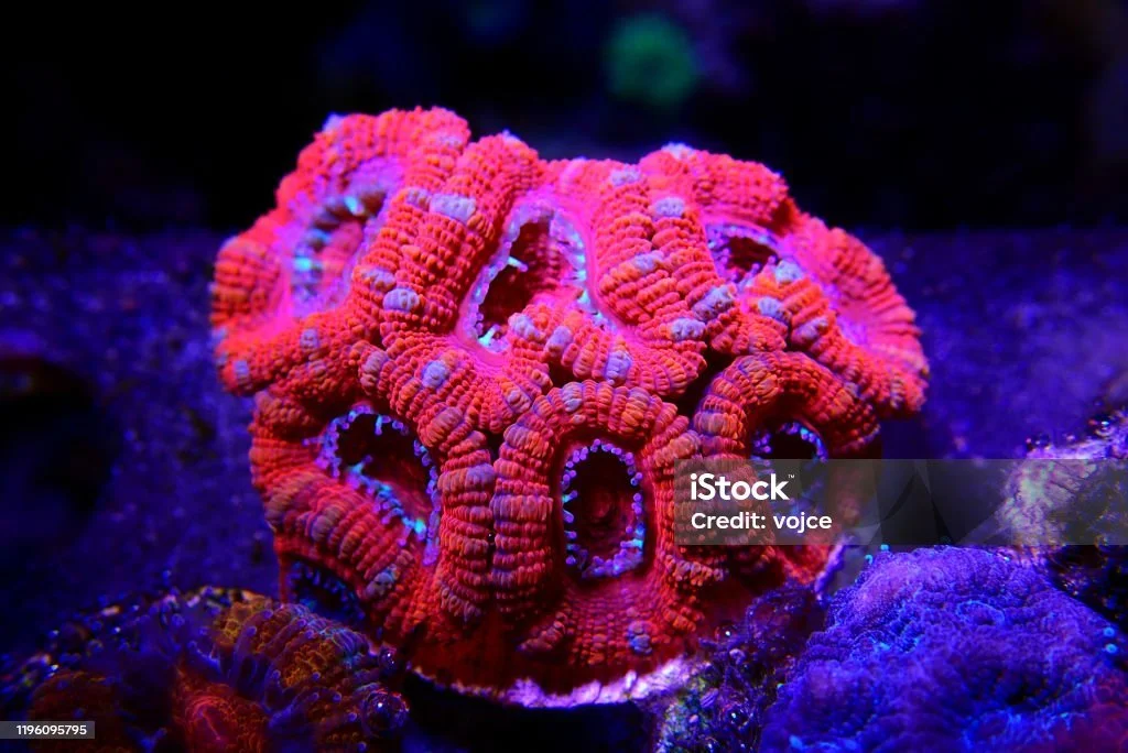 istockphoto-1196095795-1024x1024.jpg