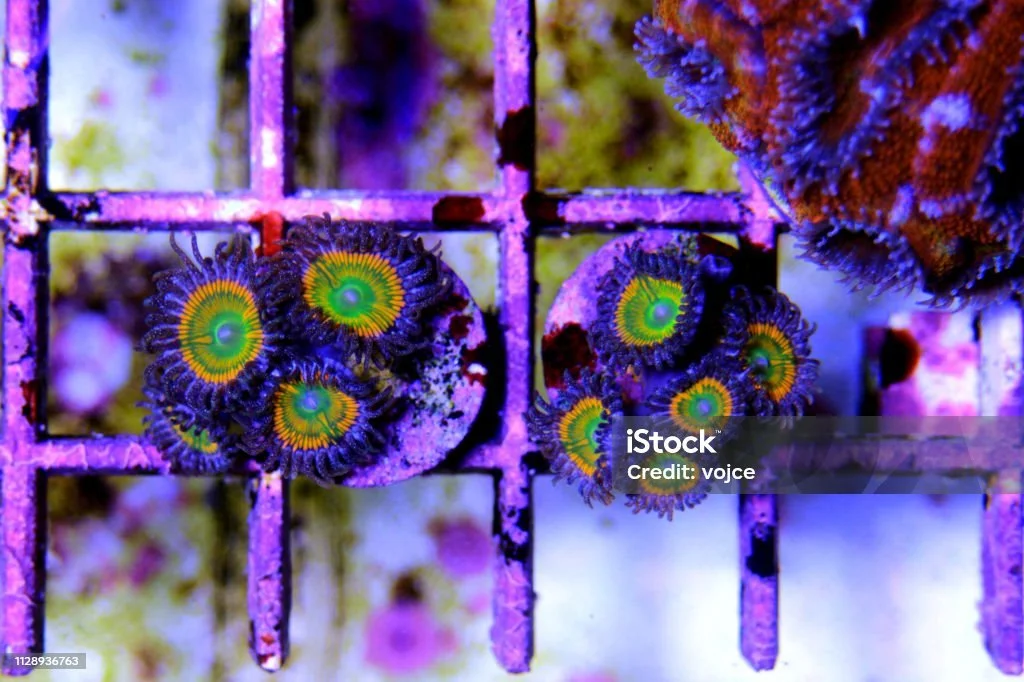 istockphoto-1128936763-1024x1024.jpg