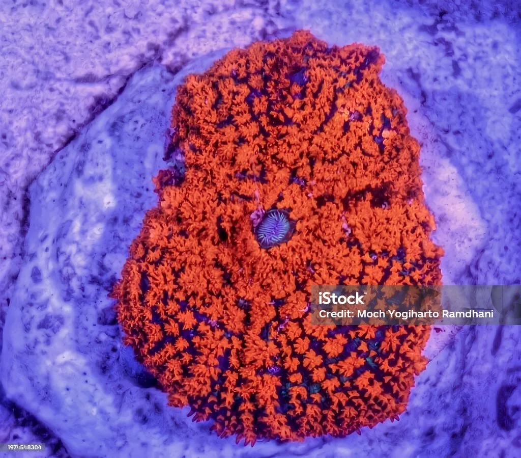 istockphoto-1974548304-1024x1024.jpg