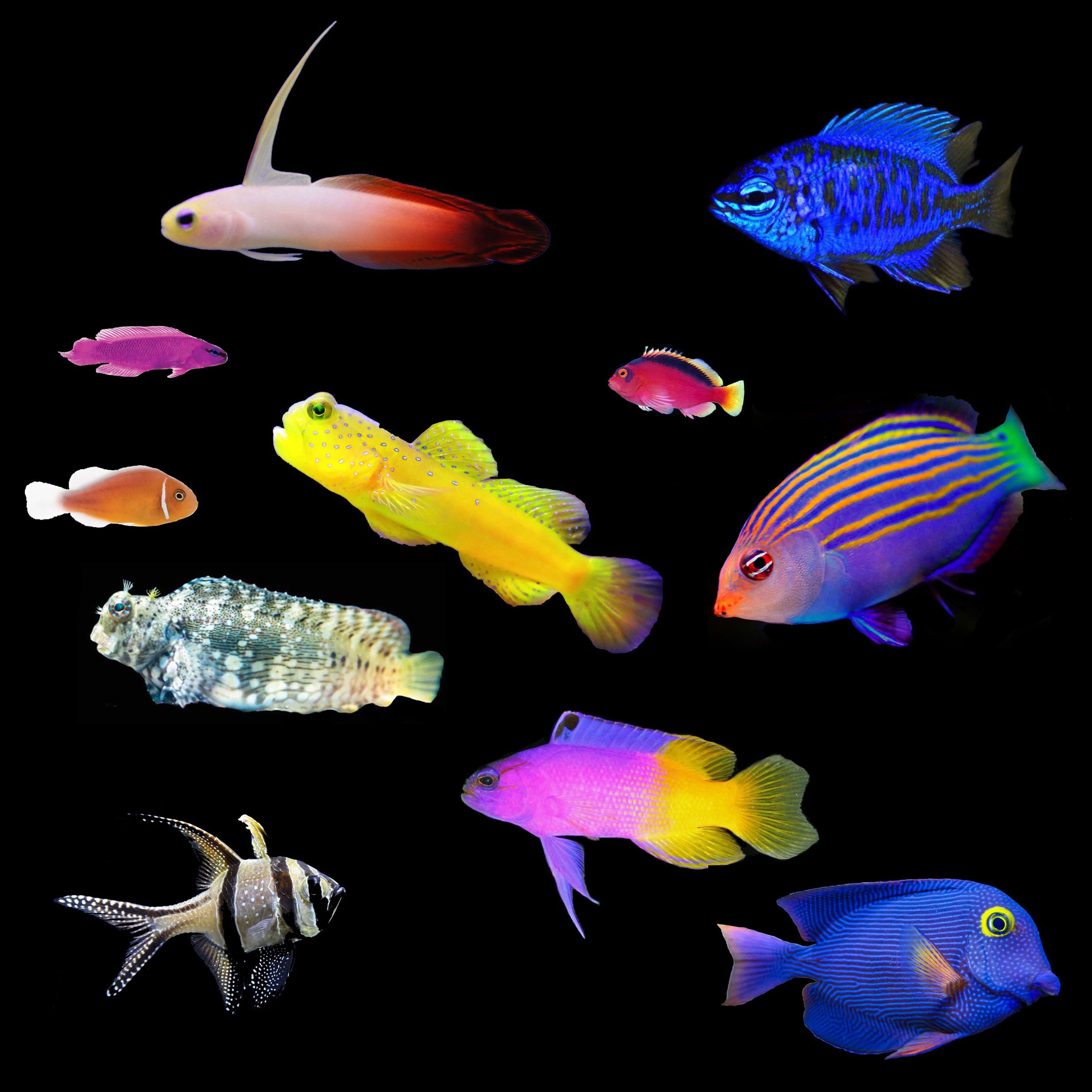 Top 20 Saltwater Fish for Beginners in the Aquarium Hobby