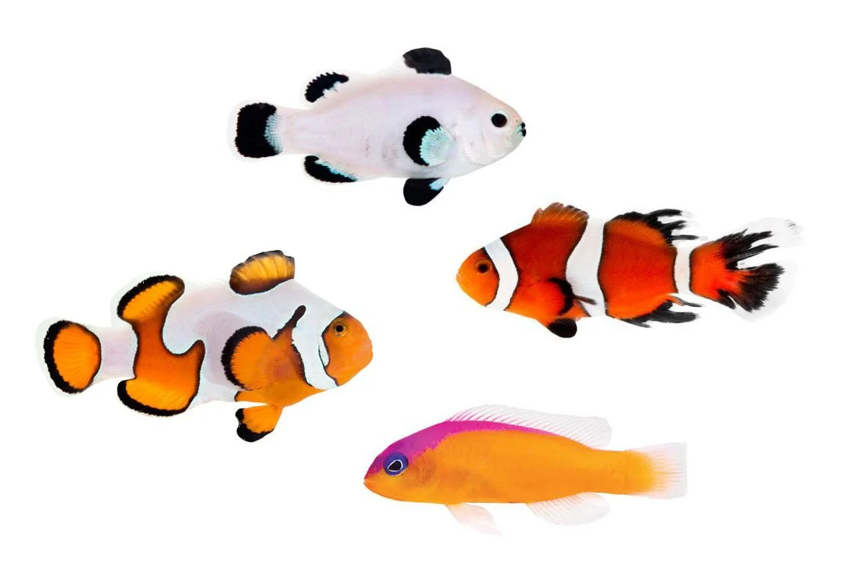 ORA Fish: What They Are, Why They’re Better &amp; Benefits of Captive-Bred Aquarium Fish