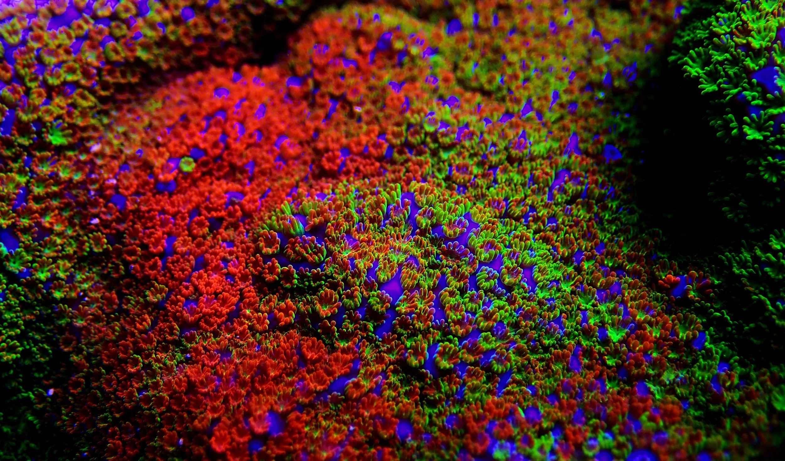 The Ultimate Guide to Montipora Corals: Species, Designer Names, and Aquarium Care