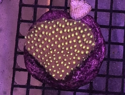 Bling Bling Cyphastrea