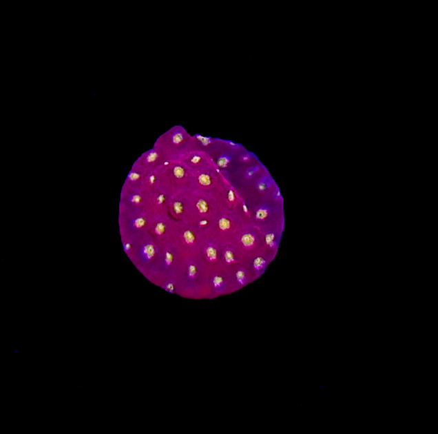 WWC Electric Daisy Stylocoeniella