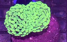 Super Green Branching Hammer