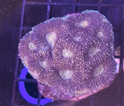 Aussie Acan Echinata