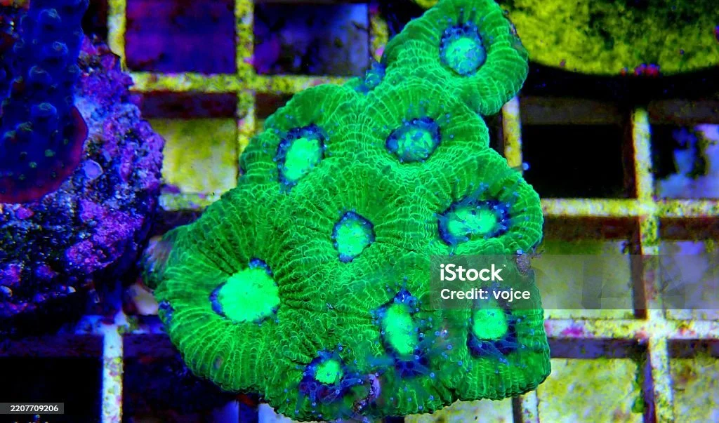 istockphoto-2207709206-1024x1024.jpg