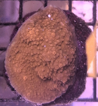 Orange Aussie Chalice