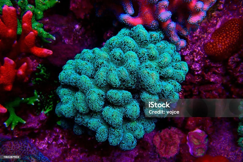 istockphoto-1180287903-1024x1024.jpg