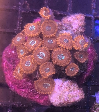 Indo Zoanthid Ultra