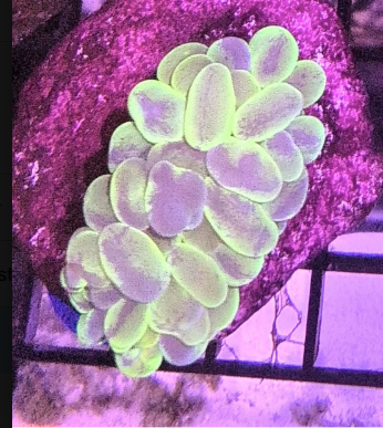 Indo Bubble Coral Splatter
