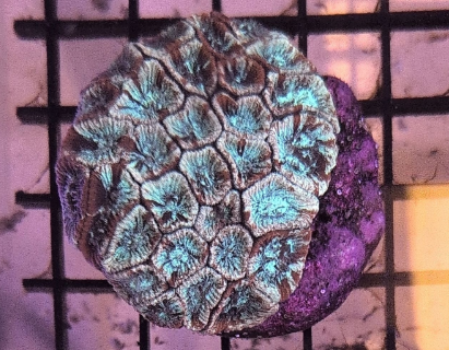 Paint Splatter Micro Favia