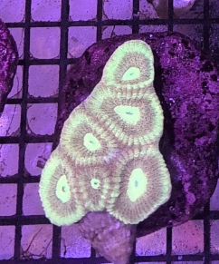 Prism Favia Unique