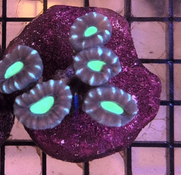 Multicolor Candy Cane