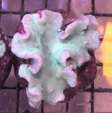 Cabbage Leather