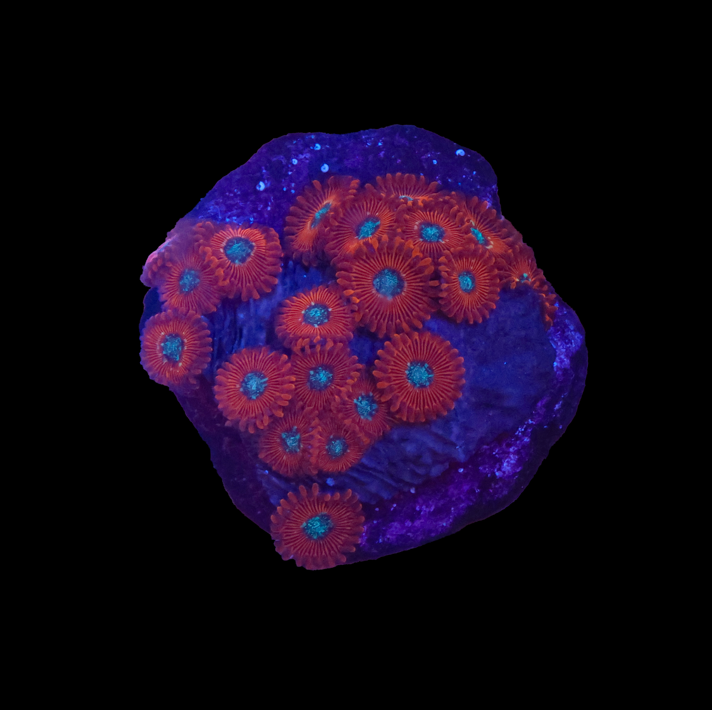 556A0377.png