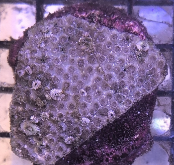 Purple Leptastrea