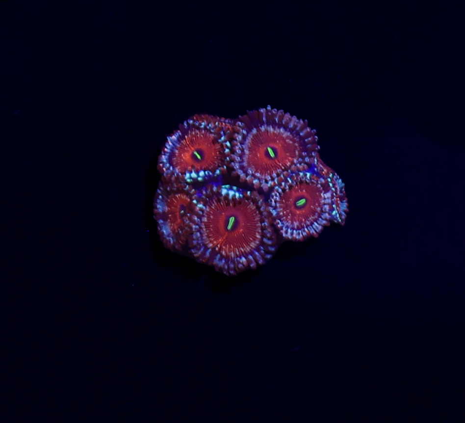 Seduction Zoanthid