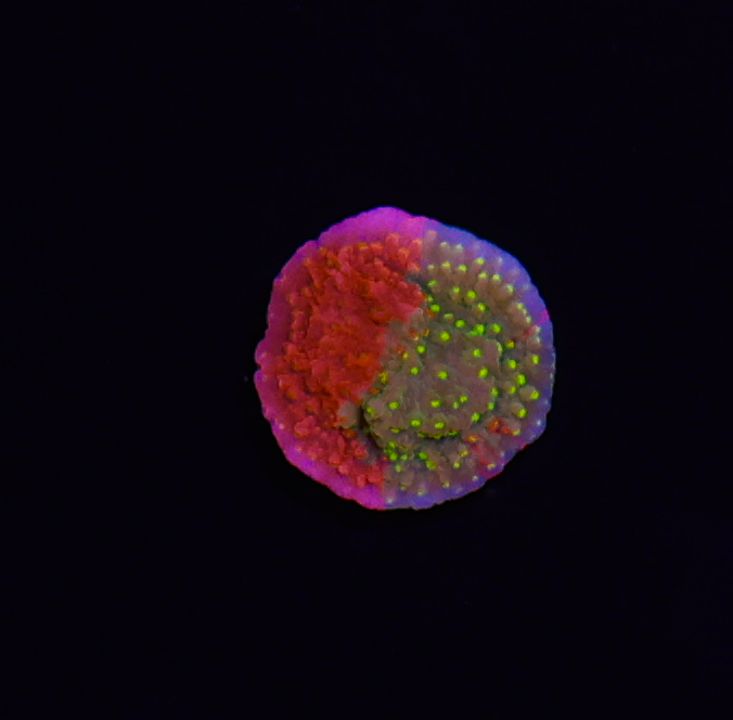 Sunfire Grafted Montipora Cap