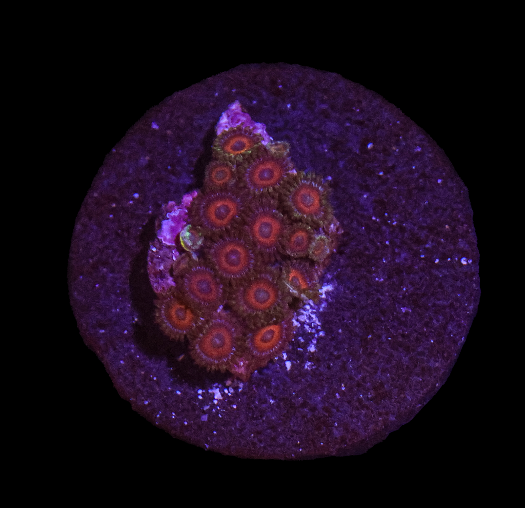 Dark Cherry Zoanthid