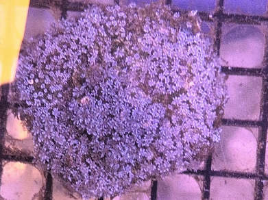 Blue Sympodium
