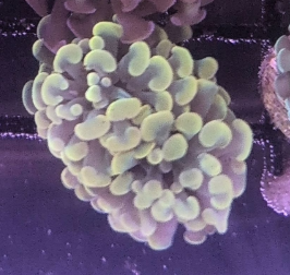 Gold Branching Hammer
