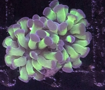 Aussie Neon Green with Purple Tip Branching Hammer