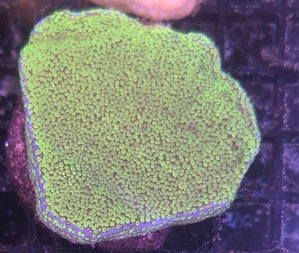 Pokerstar Montipora