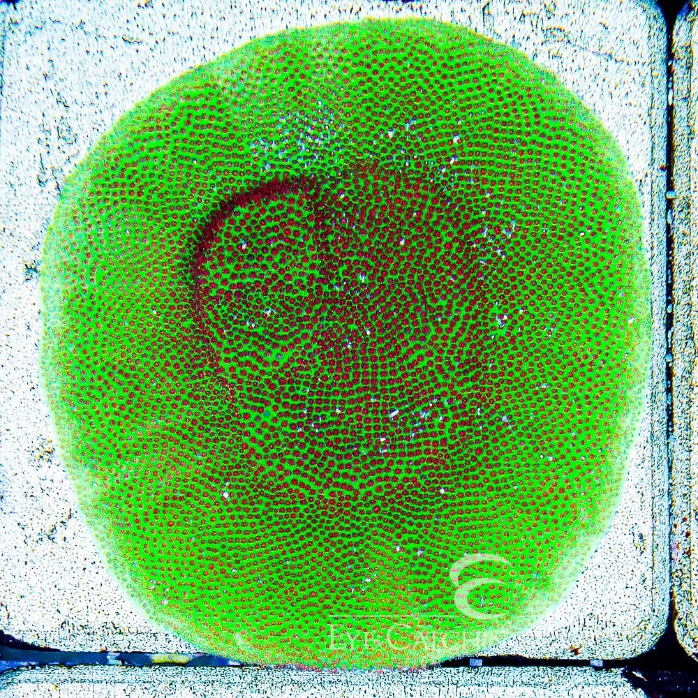 df6e5219cac671c6ae32-1701362212.jpg