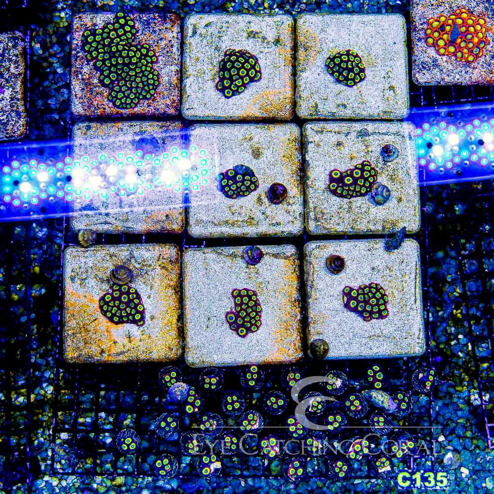 e6426e948520e389421c-1752253246.jpg