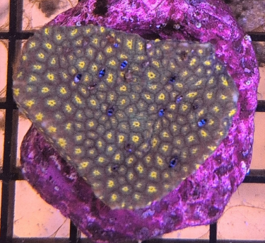 Aussie Leptastrea Orange