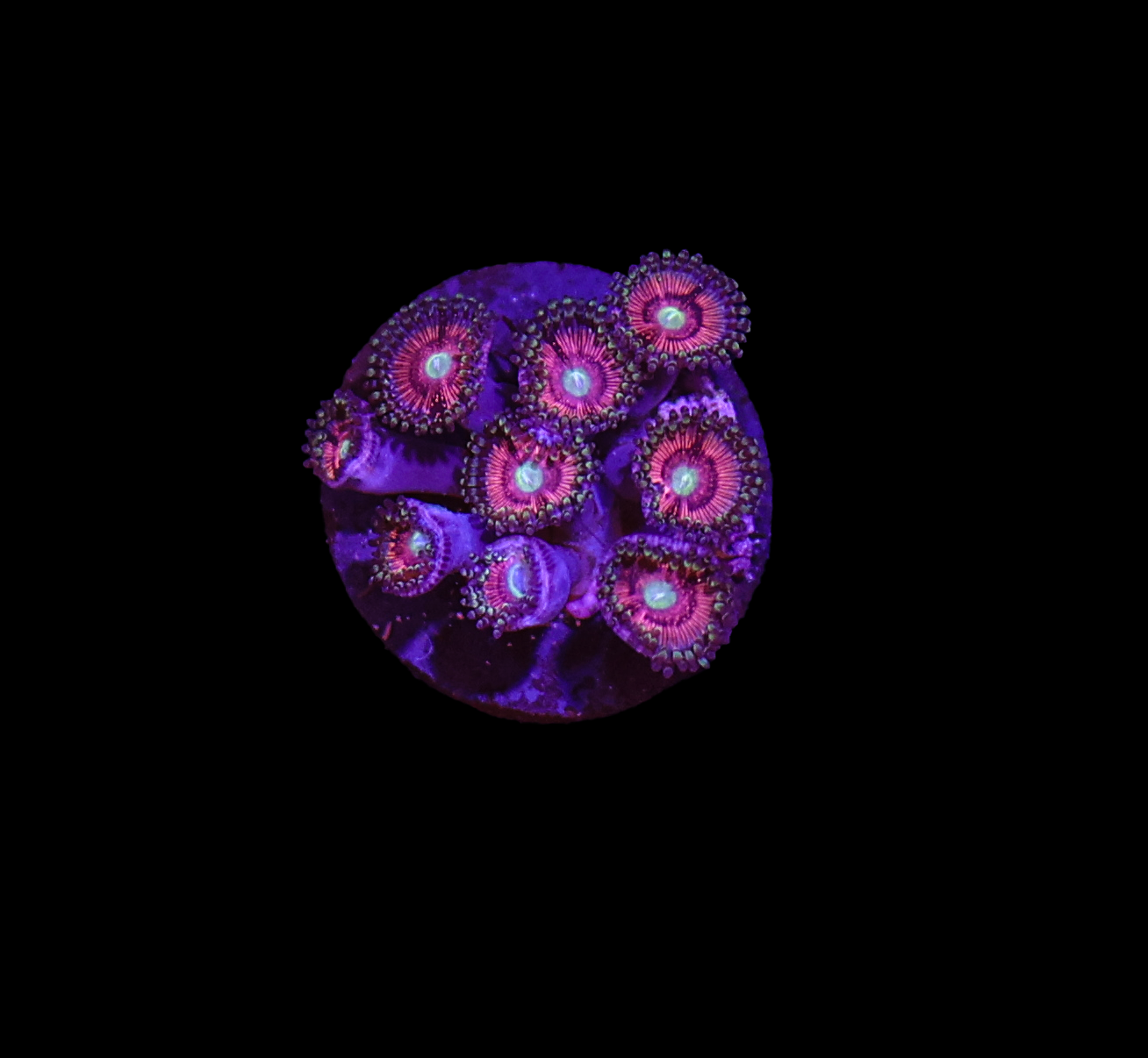 Pink Palythoa