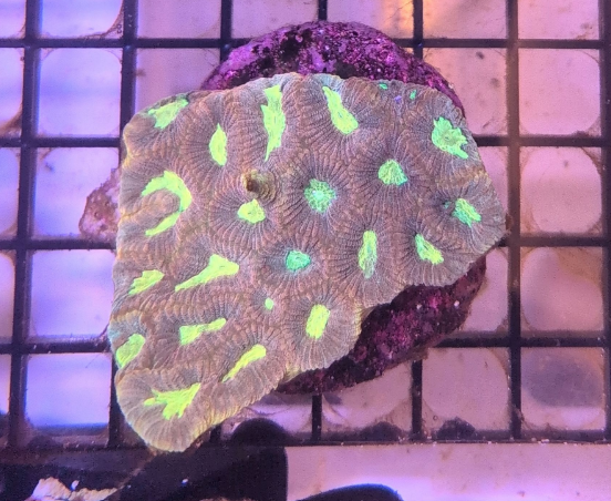 Aussie Favia Unique