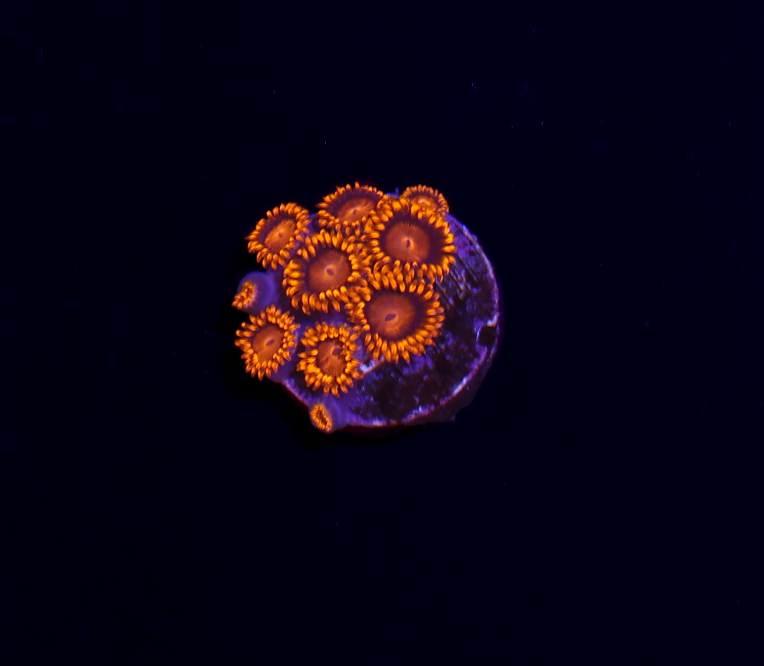 Bam Bam Zoanthid