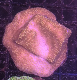 Sunburst Montipora Frag