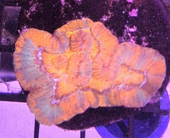 Ultra Orange Indo Symphyllia