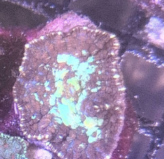 Purple Green Indo Rhodactis Mushroom