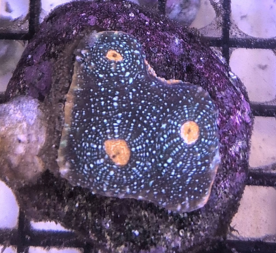 Acanthastrea echinata Orange Eye
