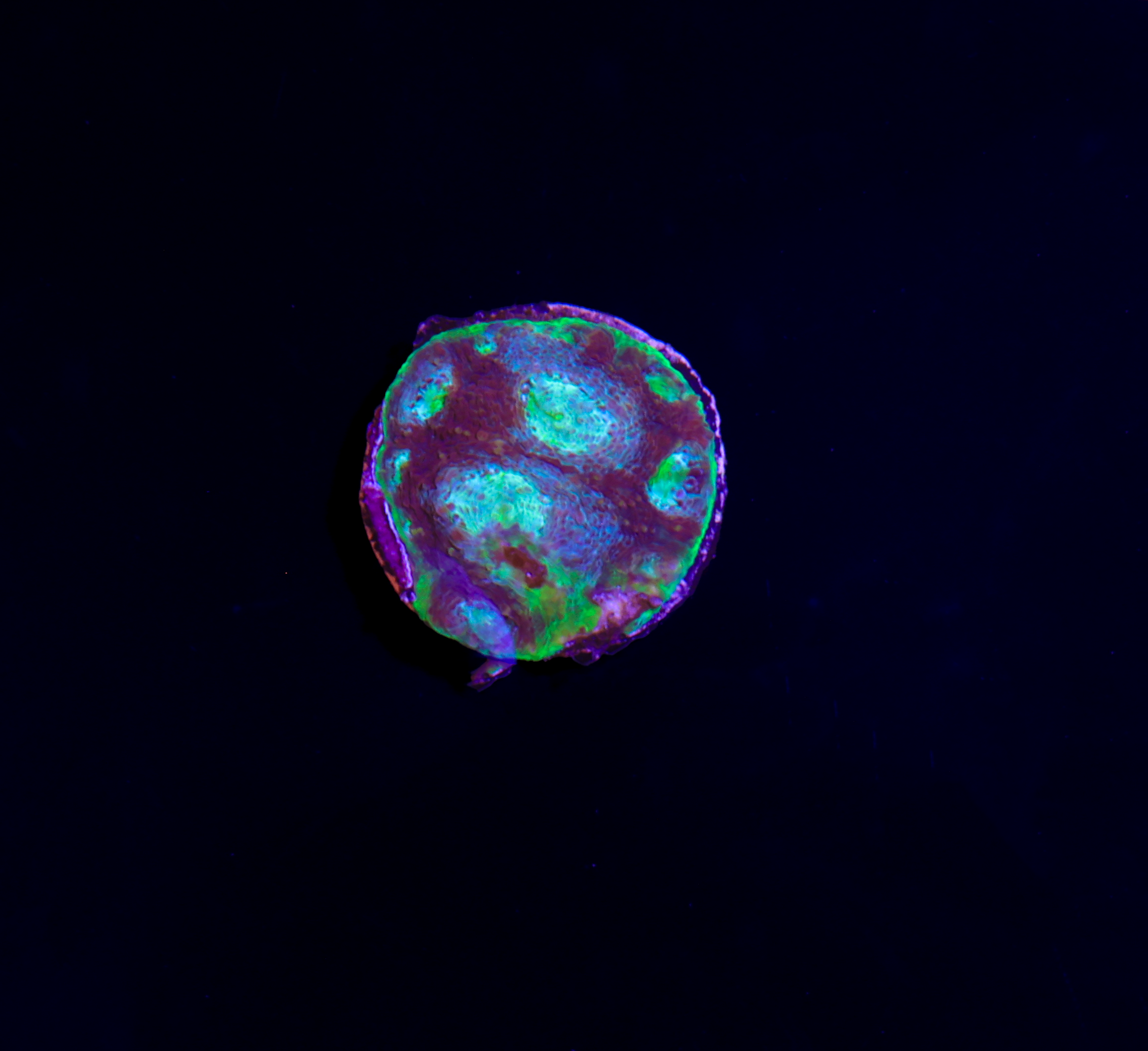 Passion Fruit Echinata Frag