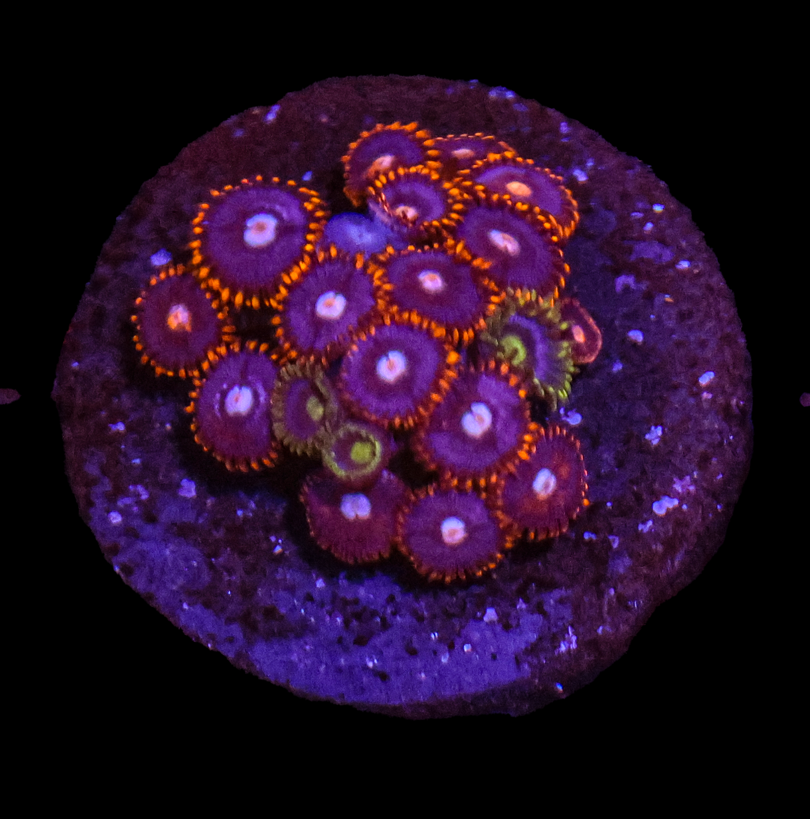 556A0260.png