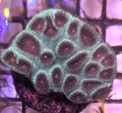 Aussie Favia Watermelon