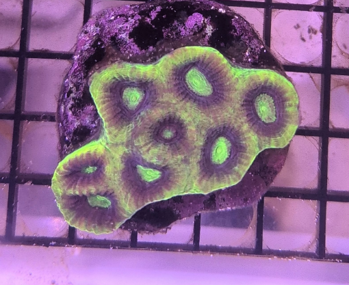 Prism Favia Ultra