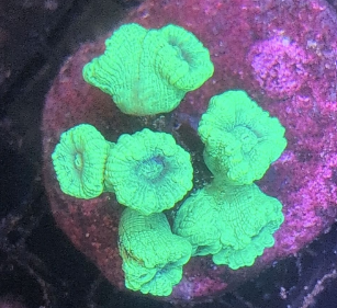 Neon Green Candy Cane Coral