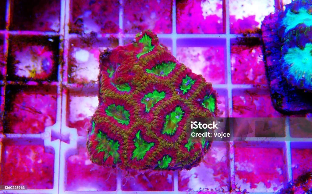 istockphoto-1360225963-1024x1024.jpg
